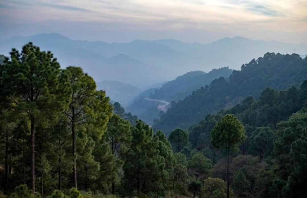 Mountain Mist Inn I Serviced Apt I Open Air Lawn & Rooftop I Bonfire I By Exotic Stays Kasauli Εξωτερικό φωτογραφία